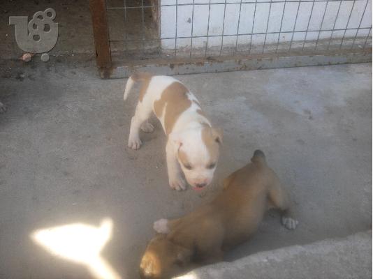 american pitbull terrie